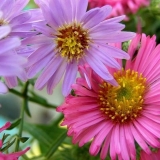 Kako posaditi astre sa sjemenkama na otvorenom tlu